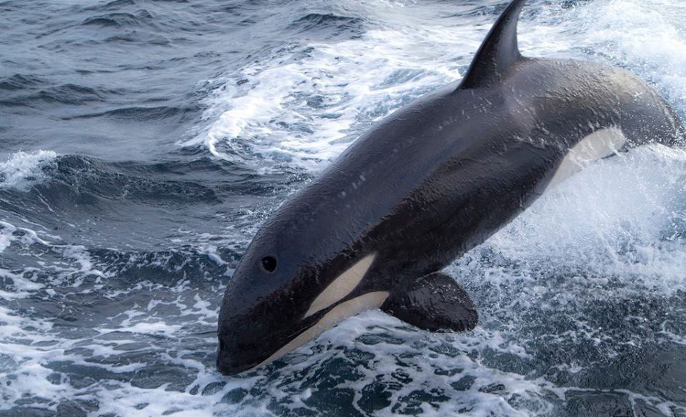 orcas-en-Tarifa