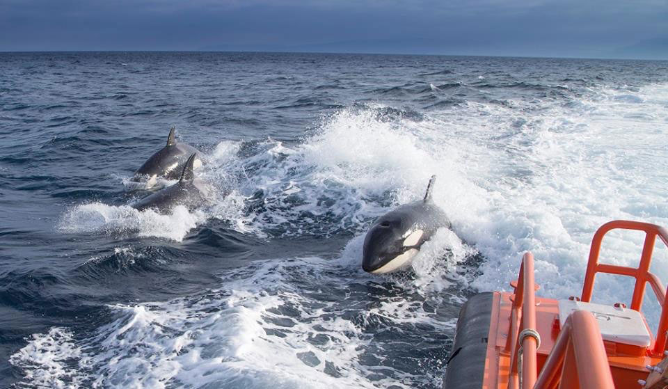 orcas-nadando-en-Torifa